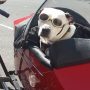Dog in a sidecar - he's all ready for the long distance move.