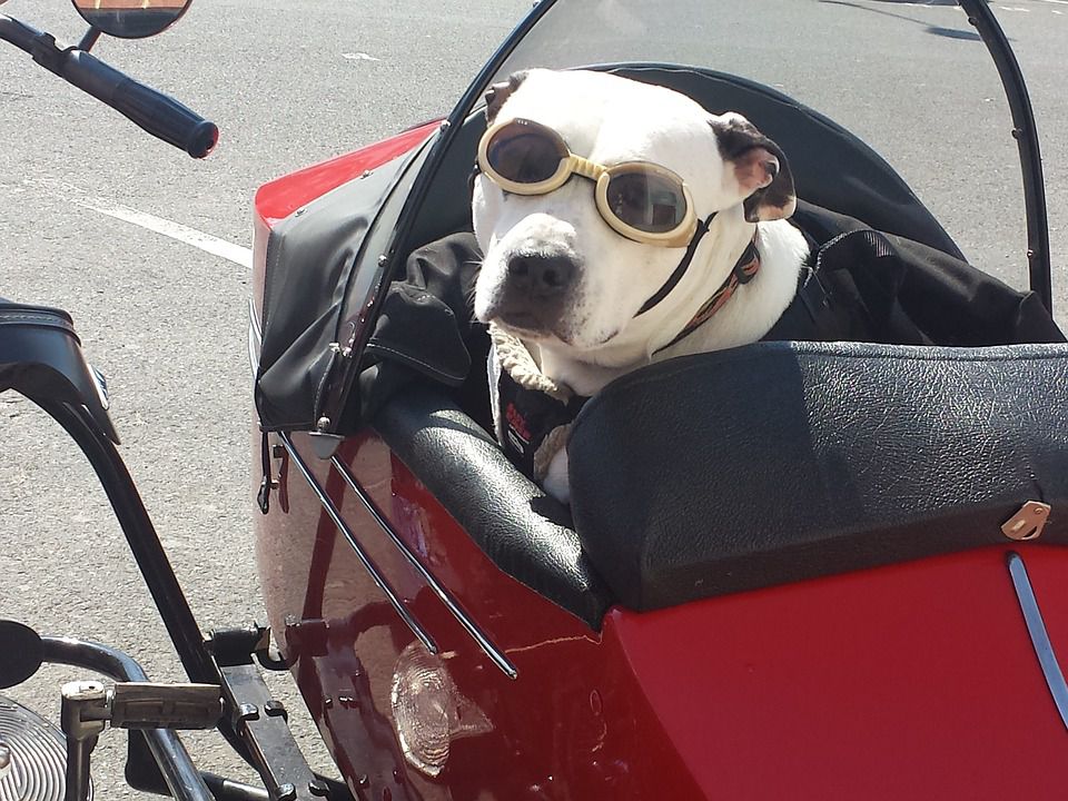 Dog in a sidecar - he's all ready for the long distance move.
