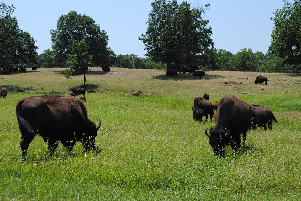 Buffalos on a prarie in Oklahoma.