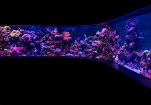 Large curvy aquarium