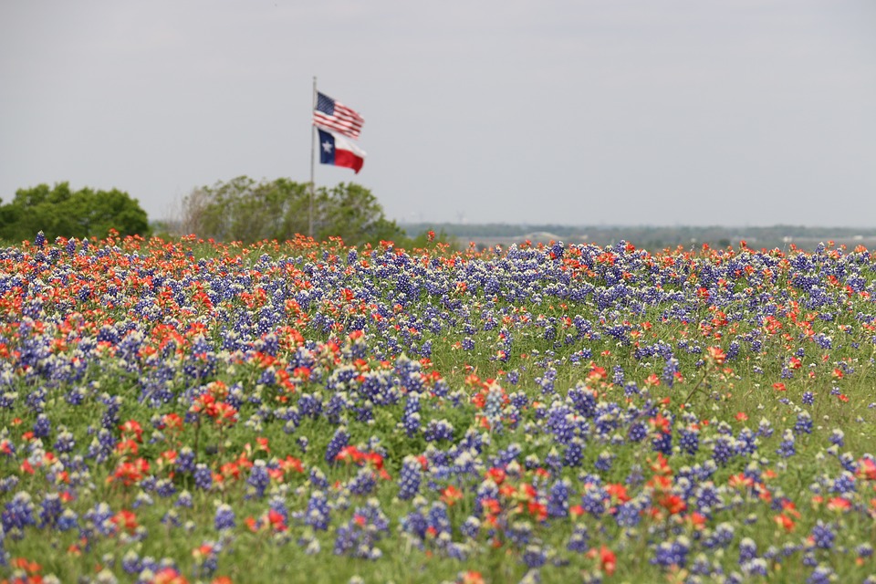 Flower field with the American and Texas state flag in the distance.
