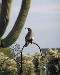 Bird standing on cactus in Tucson, Arizona