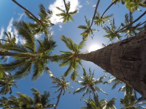 Palms in Hawaii