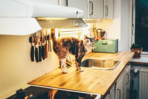 Cat on the kitchen counter
