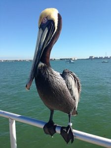 Pelican