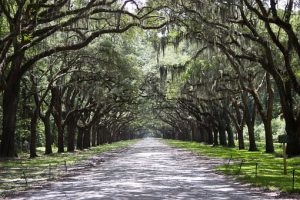 Trees in Savannah