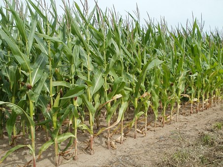 Corn fields