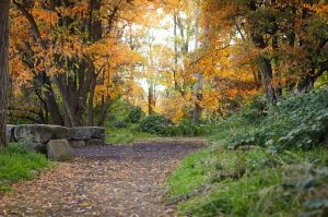 Nature in Idaho Falls