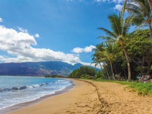  A beach straddled by palm trees in Hawaii.