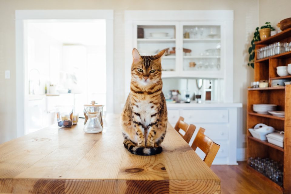 Cat sitting on a kitchen table