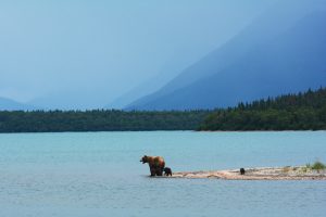 Bear on the river bank