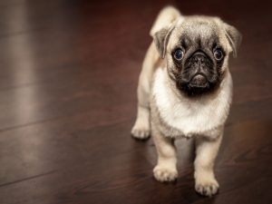 A small dog on a brown wooden floor.