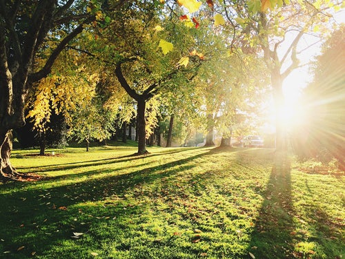 forest with sun shinning thorough