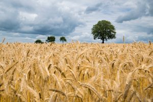 Cornfield after moving from Illinois to Indiana 