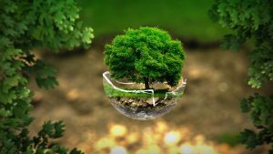 Green moving - a tree in a glass dish