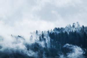 Green pine trees covered by fog