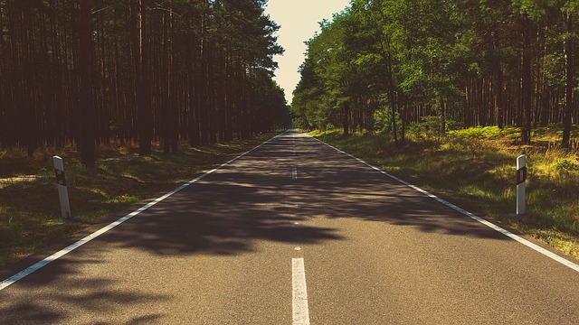 Road and a forest