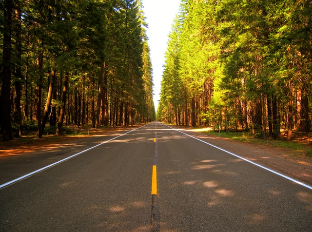 Empty road in the middle of a forest