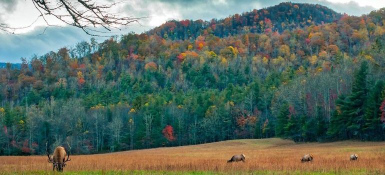 North Carolina forests