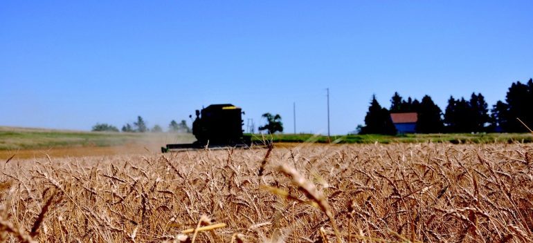 A wheat field in North Dakota