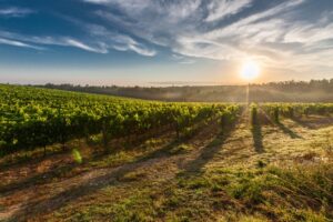 Wine yard you'd see after moving from Hawaii to California 