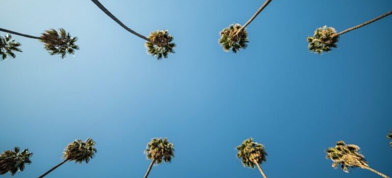 Sunny sky and palm trees.