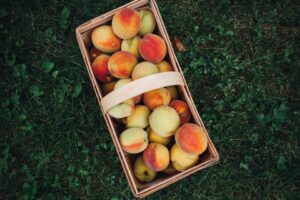 peaches in a basket