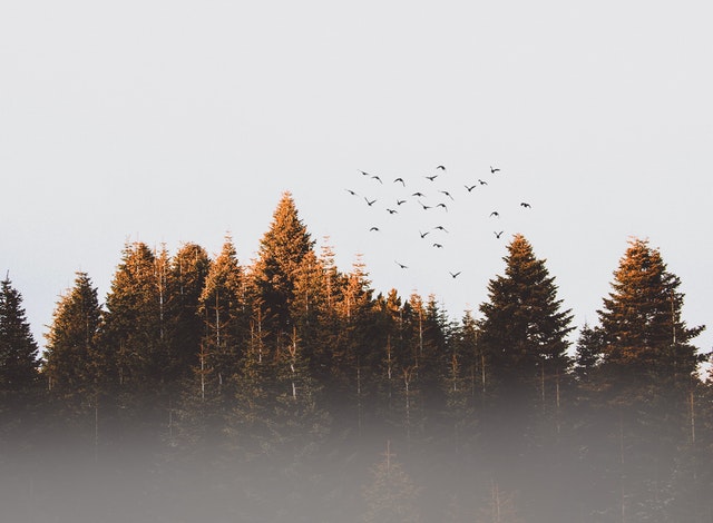 woods and birds 