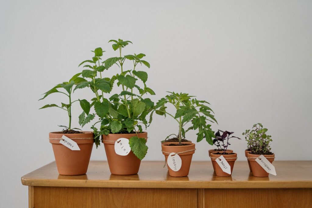 five potted plants on a table