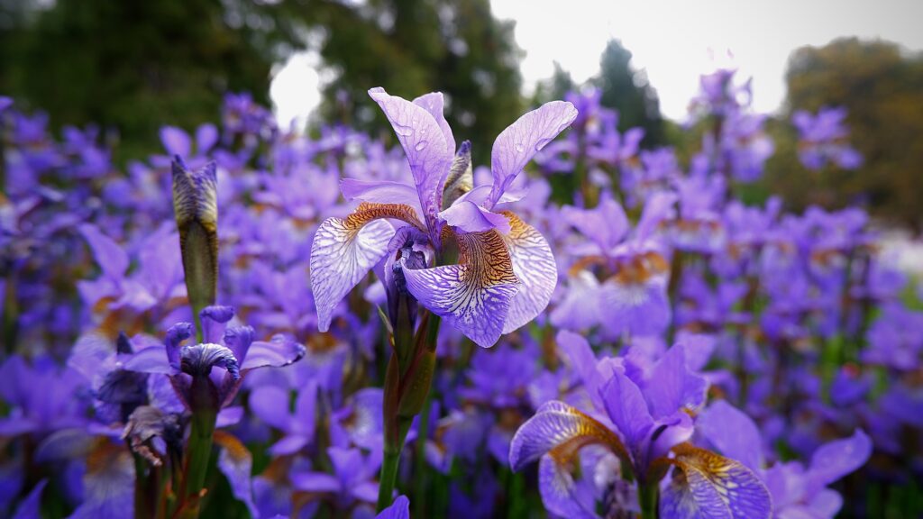 Iris garden