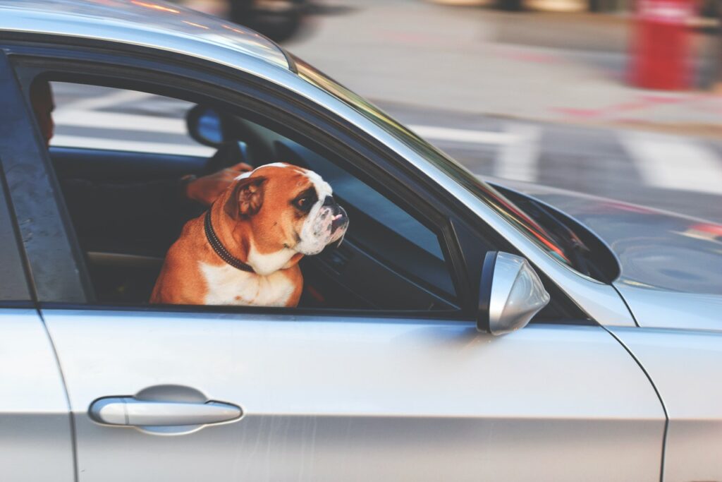 bulldog in a moving car