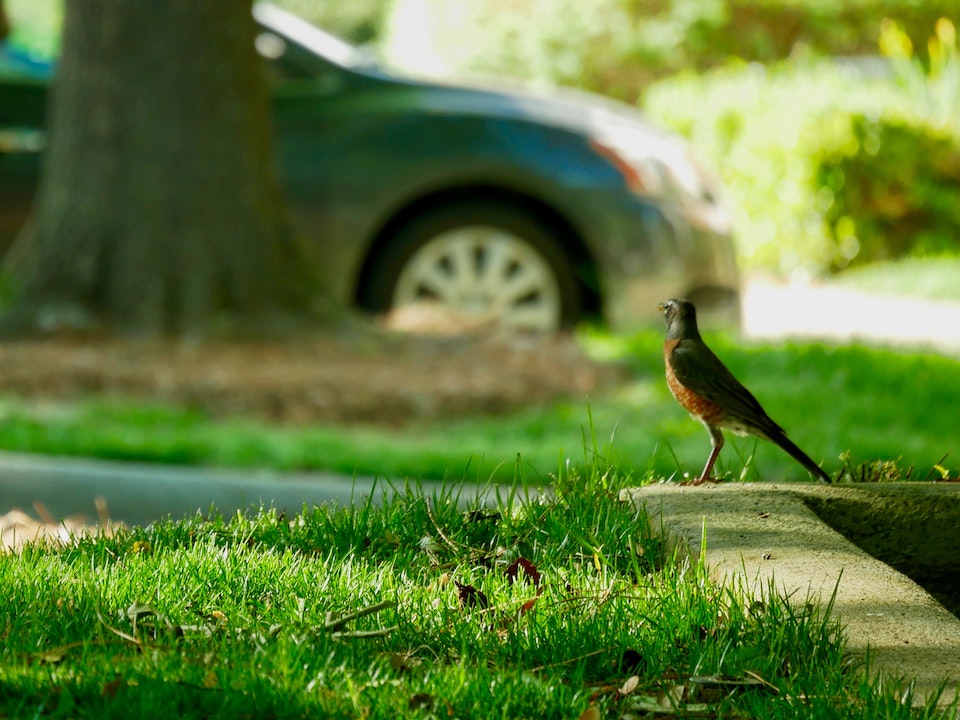 A bird in a park