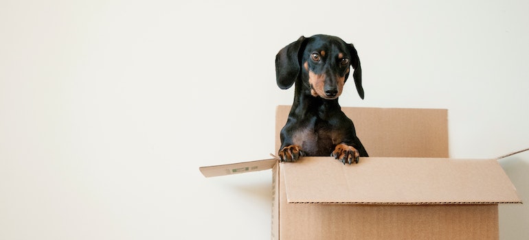 a dog in a moving box
