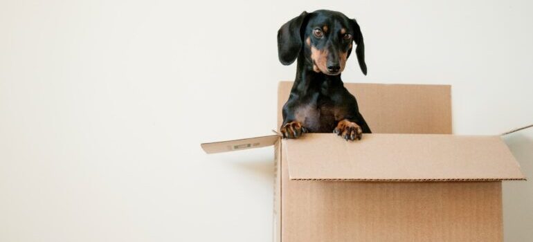 Researching low cost movers in Florida and their services