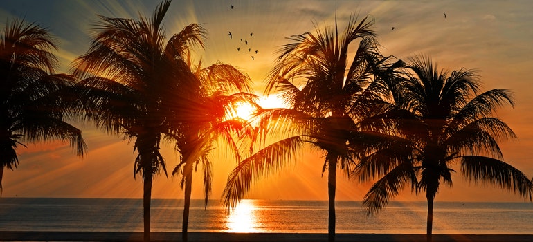 Palm trees on beach in sunset