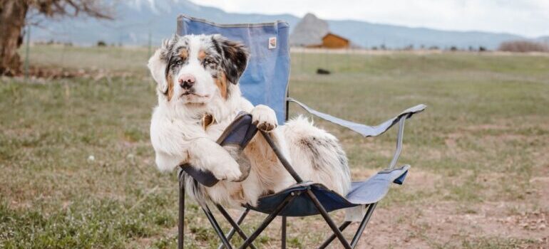 There are plenty of camping sites that are suitable for dogs