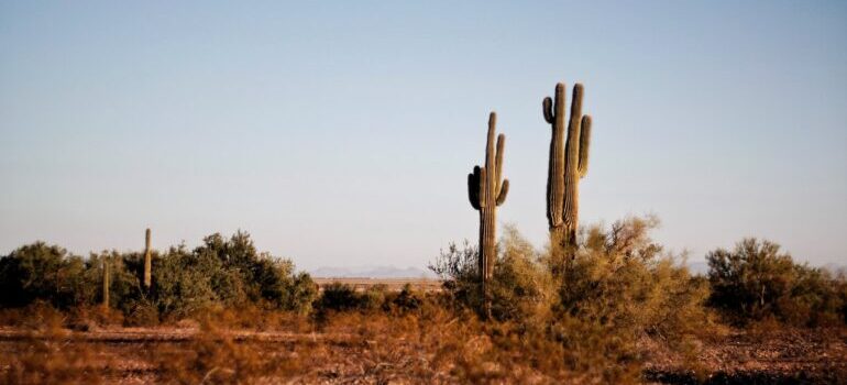 Cactus in the desert.