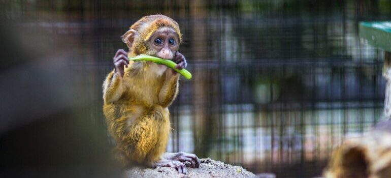 Monkey eating vegetables