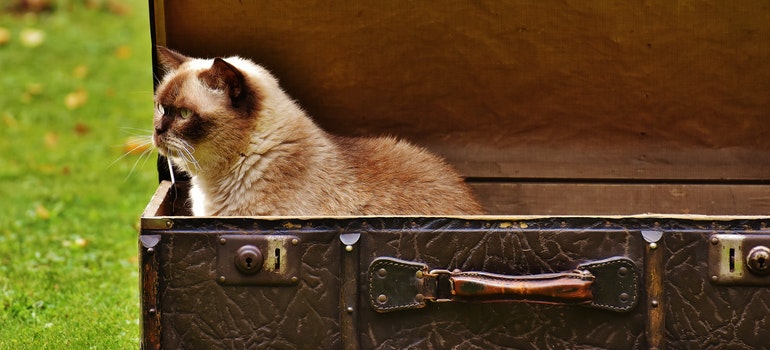 cat inside a suitcase