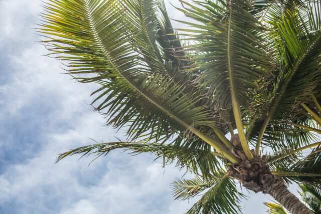 Florida palm tree.