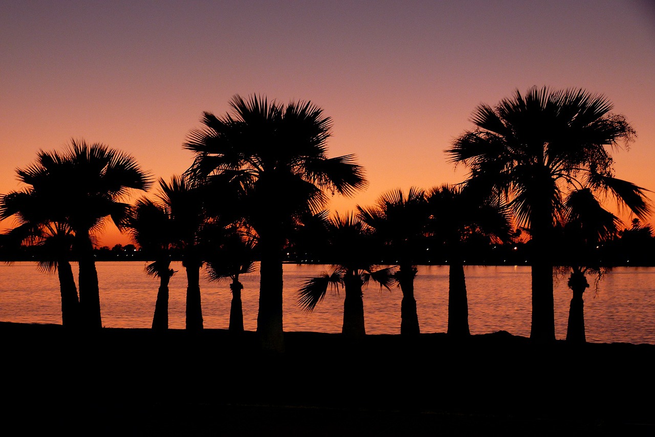 Palm trees during sunset.