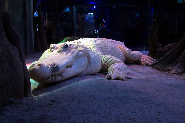 alligator in a Houston Zoo