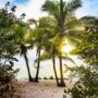 Coconut trees