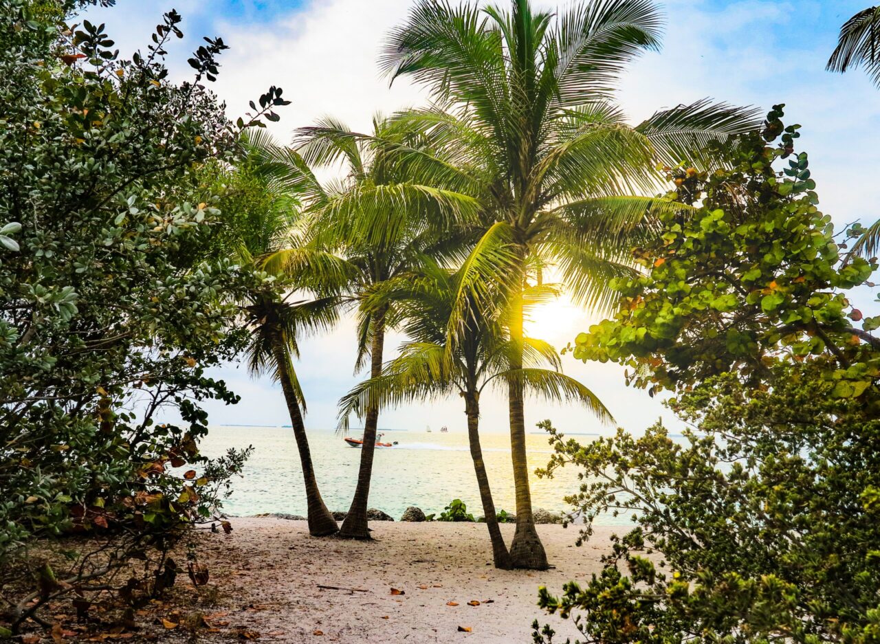Coconut trees