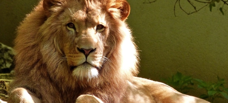 lion in a zoo