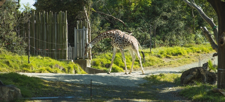 a giraffe on a road 
