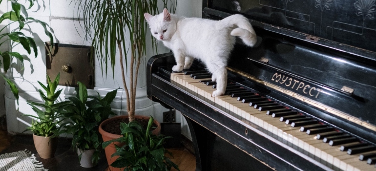 Cat and piano