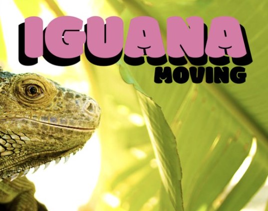 Iguana Moving