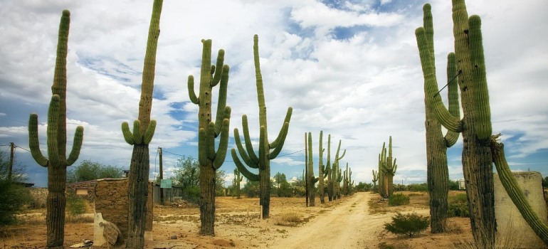 Cacti in a desert.