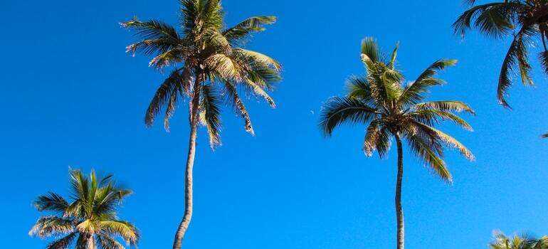 Palm trees in beautiful weather